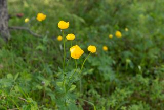 Field of globeflowers