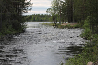 Piikstammi, kalastuskohde