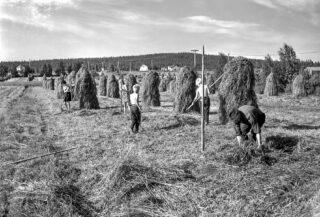 Making hay in Kuusamo